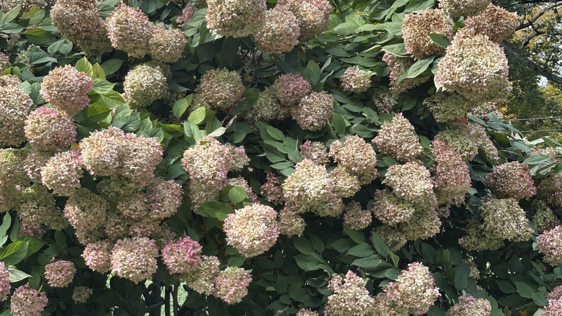 Student Voices: "The Hydrangea Lesson"
