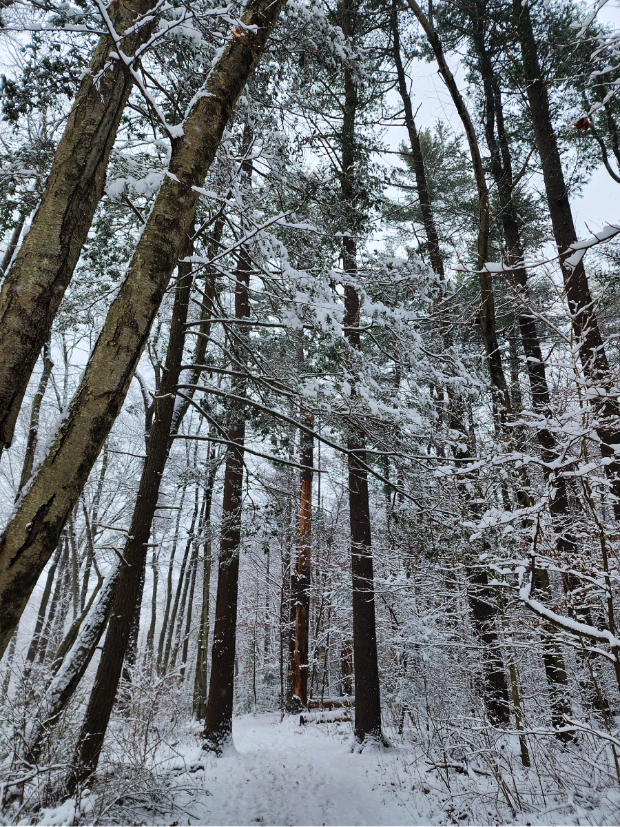 Student Voices: "What Winter Doesn’t Rush"