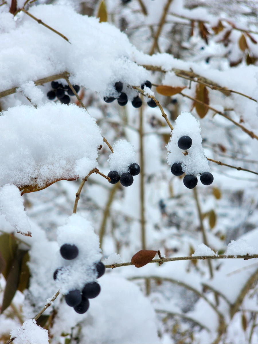 snow-berry.webp